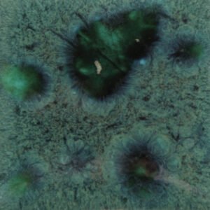 PEACOCK GREEN CG-713